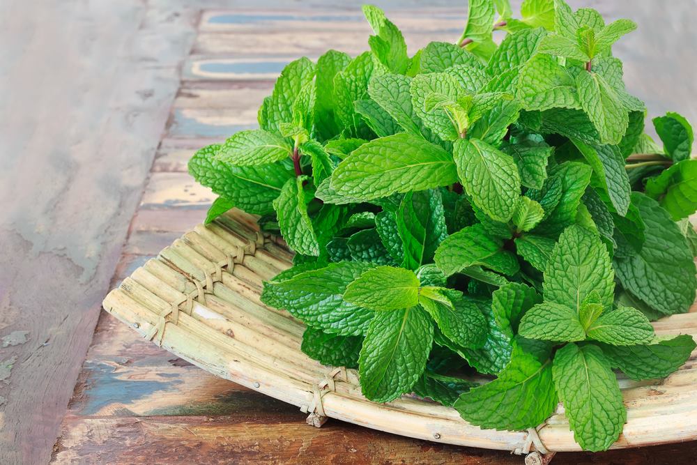 Uống nước lá bạc hà giúp giảm đau dạ dày ngay lập tức